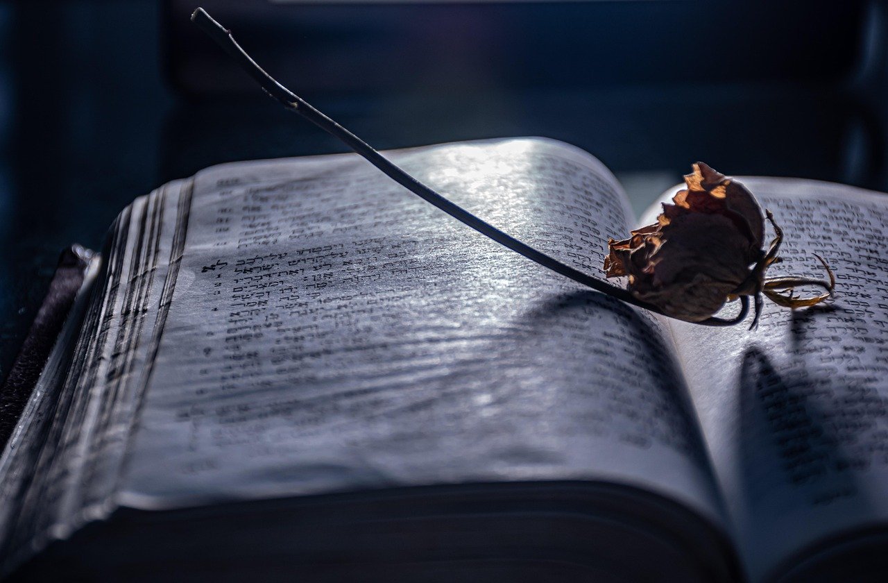open book, nostalgia, mood, literature, reading, library, twine, vintage, book wallpaper, novel, bookmark, book shelf, book cover, free line, chapter, bookworm, light of knowledge, artsy, content, new page, hebrew text, storytelling, scroll, textured page, dry flower, storytelling, storytelling, storytelling, storytelling, storytelling